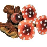 Parasite wood mushroom