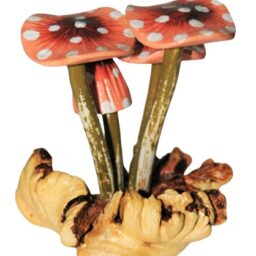 Parasite wood mushroom