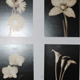 Αφίσες 4 λουλούδια Greenwood