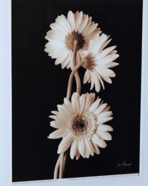 Αφίσες 4 λουλούδια Greenwood